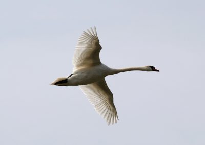 Himmel 1 Höckerschwan Cygnus olor