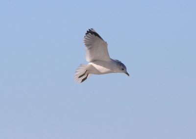 Himmel 10 Sturmmöwe Larus canus