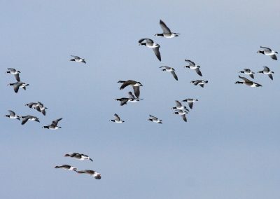 Himmel 11 Gänsezug Branta Anser Arten