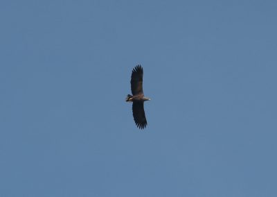 Himmel 2 Seeadler Haliaeetus albicilla