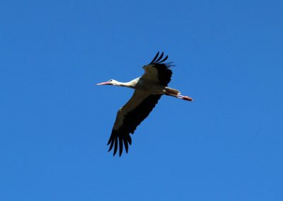 Himmel 3 Weißstorch Ciconia ciconia