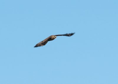 Himmel 4 Bussard Buteo