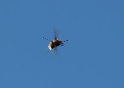Himmel 5 Hummelschweber Bombylius major