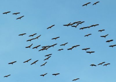 Himmel 6 Kranich Grus grus