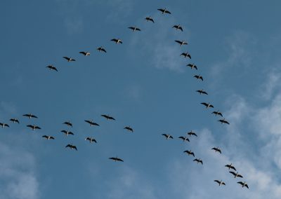 Himmel 7 Graugans Anser anser