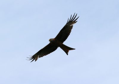 Himmel 8 Rotmilan Milvus milvus