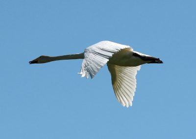 Himmel 9 Singschwan Cygnus cygnus