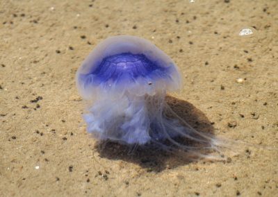 See Sommer 11 blaue Nesselqualle