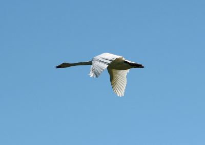 Startseite Himmel Singschwan