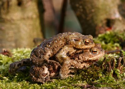Teich Bach Frühling 1