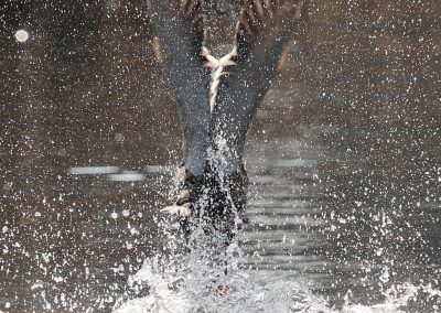 Teich Bach Frühling 10