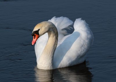 Teich Bach Frühling 11