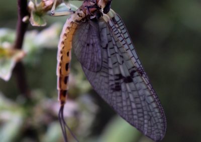 Teich Bach Frühling 12