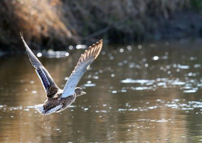 Teich Bach Frühling 2