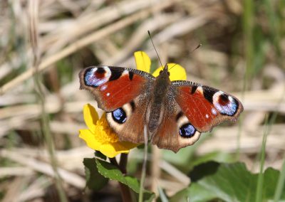 Teich Bach Frühling 3