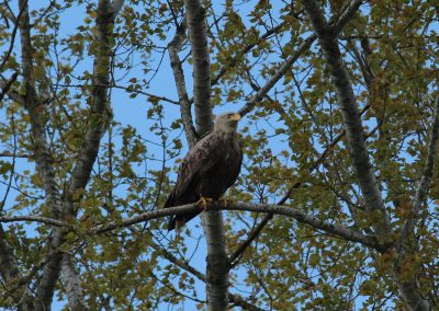 Teich Bach Frühling 4