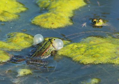 Teich Bach Frühling 6