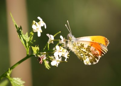 Teich Bach Frühling 7