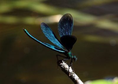 Teich Bach Frühling 8