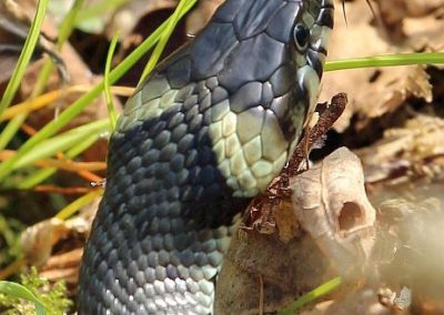 Teich Bach Frühling 9