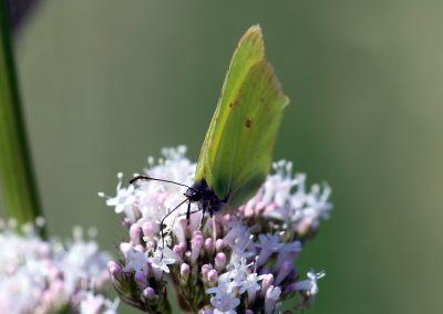 Teich Bach Sommer 10