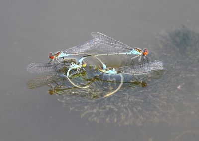 Teich Bach Sommer 11