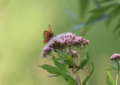Teich Bach Sommer 12