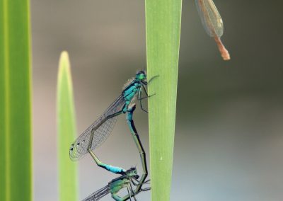 Teich Bach Sommer 13