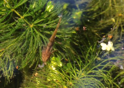 Teich Bach Sommer 14