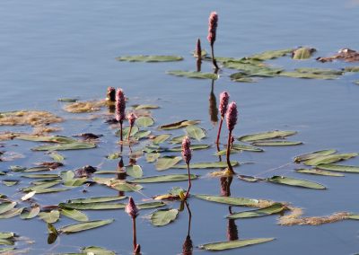 Teich Bach Sommer 15