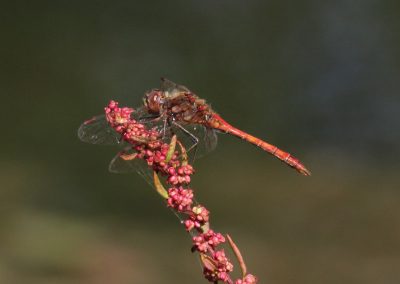 Teich Bach Sommer 16