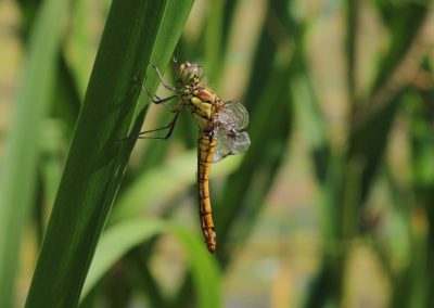 Teich Bach Sommer 17