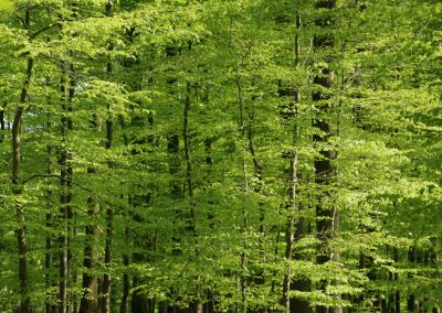 Wald Frühling 2