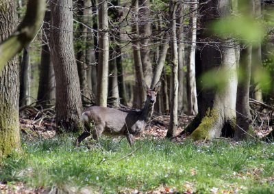 Wald Frühling 5