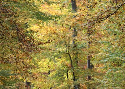 Wald Herbst 2