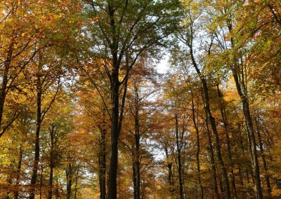 Wald Herbst 7