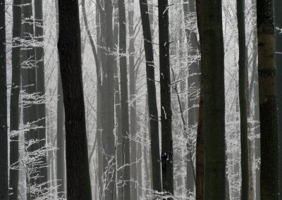 Wald Winter 2