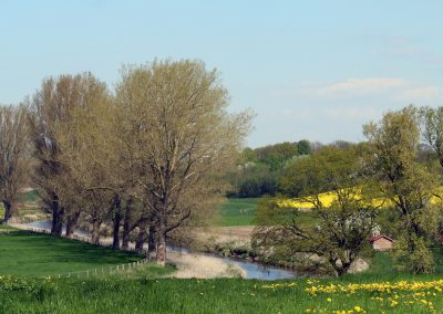 Wiese Frühling 1